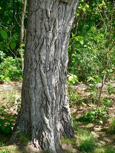 {Sassafras albidum}